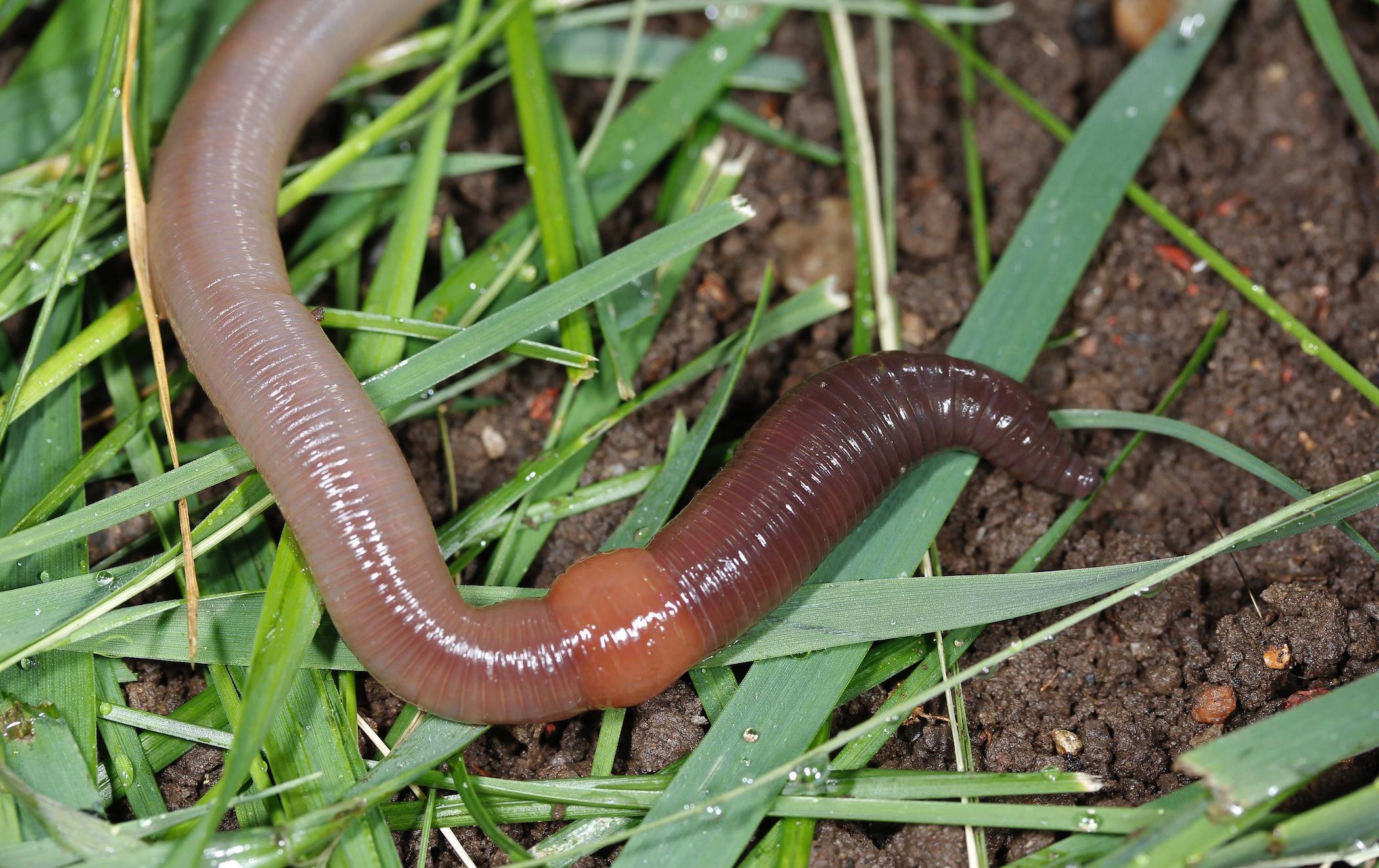 Photo of an adult earthworm